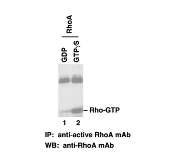 RhoA-GTP 小鼠單抗,Anti-RhoA-GTP Mouse Monoclonal Antibody