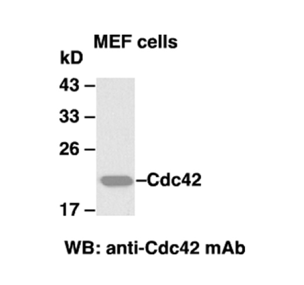 Cdc42 小鼠單抗,Anti-Cdc42 Mouse Monoclonal Antibody