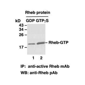Rheb-GTP 小鼠单抗