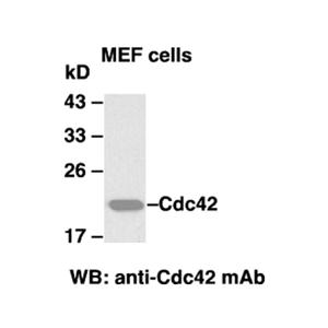 Cdc42 小鼠單抗,Anti-Cdc42 Mouse Monoclonal Antibody