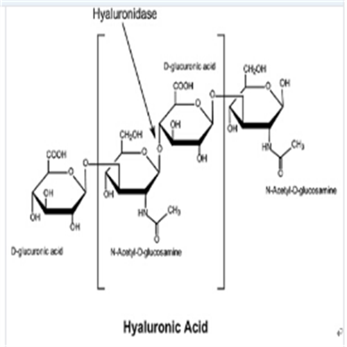 透明质酸酶牛源,Hyaluronidase