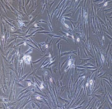小鼠角膜基质细胞,Mouse corneal stromal cells