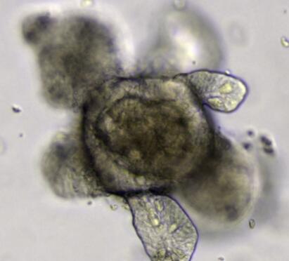 小鼠肠道干细胞,Mouse intestinal stem cells