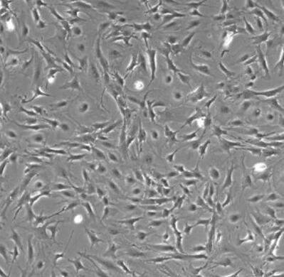 小鼠神经星形胶质细胞,Mouse astrocytes