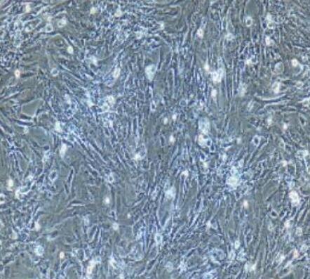 小鼠支气管平滑肌细胞,Mouse bronchial smooth muscle cells