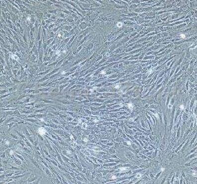 小鼠腸微血管內(nèi)皮細(xì)胞,Mouse intestinal microvascular endothelial cells