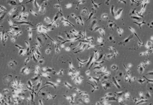 小鼠骨髓单核细胞,Mouse bone marrow monocytes