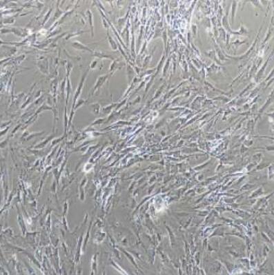 小鼠脉络膜微血管内皮细胞,Mouse choroidal microvascular endothelial cells