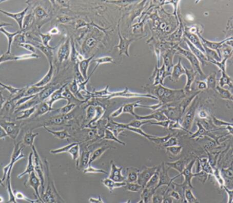 小鼠胚肺成纤维细胞,Mouse embryonic lung fibroblasts