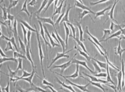 小鼠微血管周细胞,Mouse microvascular pericytes