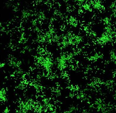 小鼠心脏纤维原细胞,Mouse cardiac fibroblasts