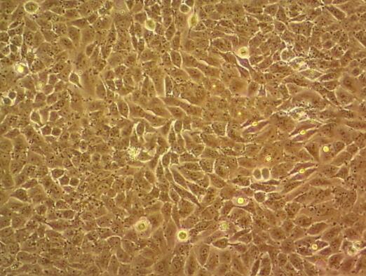 小鼠牙龈上皮细胞,Mouse gingival epithelial cells