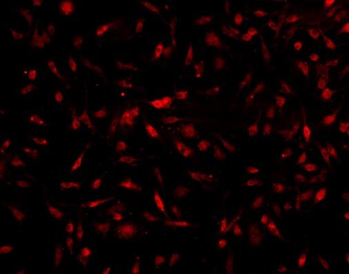 小鼠脂肪干细胞,Mouse adipose stem cells