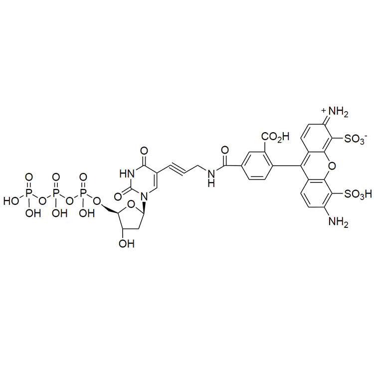 AF488 脱氧尿苷5'-三磷酸酯,AF488-dUTP