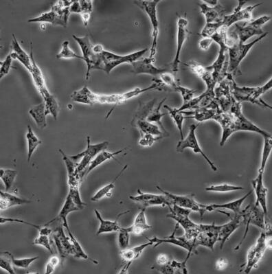 小鼠肾小球上皮细胞,Mouse glomerular epithelial cells