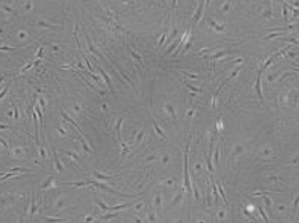 小鼠脑微血管周细胞,Perivascular cells of mouse brain