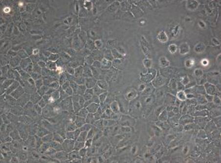 小鼠胚胎肝母细胞,Mouse embryonic hepatoblast