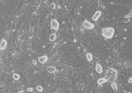 小鼠羊膜上皮細胞,Mouse amniotic epithelial cells