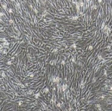 小鼠棕色脂肪干细胞,Mouse brown adipose stem cells