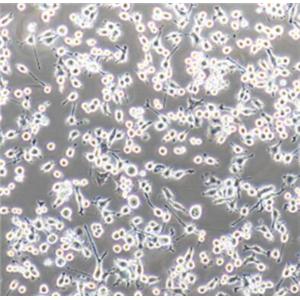 小鼠骨髓树突状细胞(成熟DC细胞)