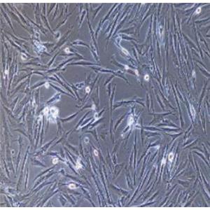 小鼠角膜基质细胞,Mouse corneal stromal cells