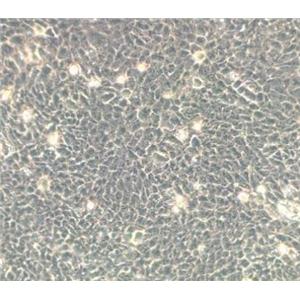 小鼠表皮角化细胞,Mouse epidermal keratinocytes