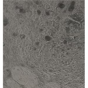 小鼠肌源性干细胞