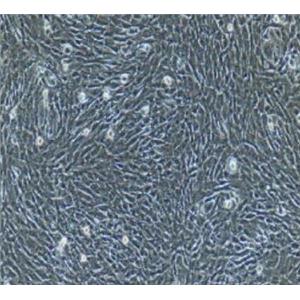 小鼠视网膜前体细胞