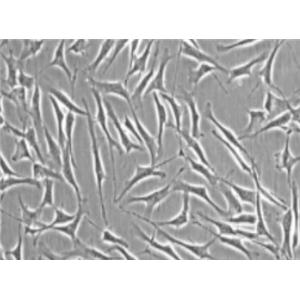 小鼠微血管周细胞