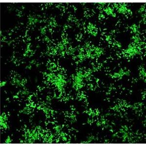 小鼠心脏纤维原细胞,Mouse cardiac fibroblasts