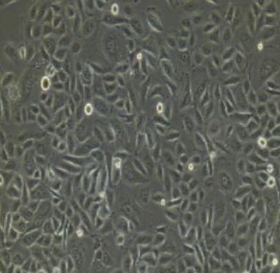 小鼠口腔上皮细胞,Mouse oral epithelial cells