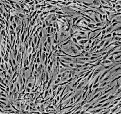 小鼠臍帶間充質(zhì)干細(xì)胞,Mouse umbilical cord mesenchymal stem cells