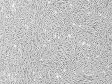 小鼠羊膜間質(zhì)細胞,Mouse amniotic mesenchymal cells