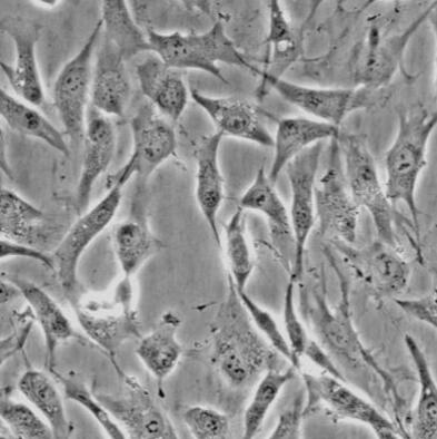 大鼠肺血管平滑肌细胞,Rat pulmonary vascular smooth muscle cells