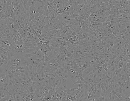 大鼠胰腺导管上皮细胞,Epithelial cells of pancreatic duct in rats