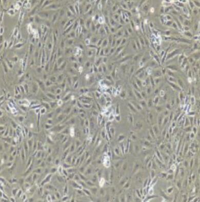 大鼠颌下腺上皮细胞,Epithelial cells of rat submandibular gland