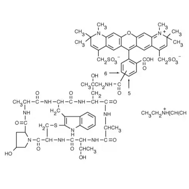 鬼笔环肽-AF594标记,Phalloidin-AF594;AF594 Phalloidin