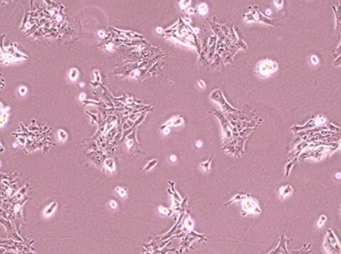 大鼠乳腺上皮细胞,Rat mammary epithelial cells