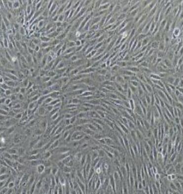 大鼠淋巴管内皮细胞,Rat lymphatic endothelial cells