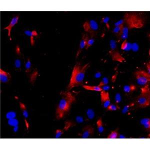 大鼠Ⅱ型肺泡上皮细胞,Rat type Ⅱ alveolar epithelial cells