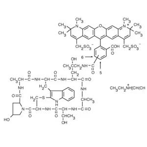 鬼笔环肽-AF594标记,Phalloidin-AF594;AF594 Phalloidin
