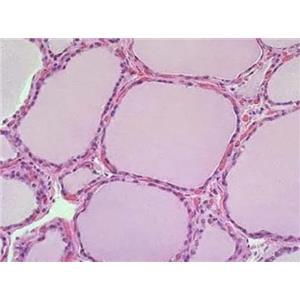 大鼠甲状腺滤泡上皮细胞