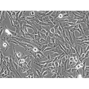 大鼠骨髓基质细胞,Rat bone marrow stromal cells