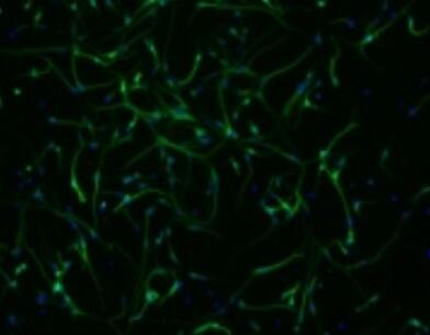 大鼠肠黏膜上皮细胞,Rat intestinal epithelial cells