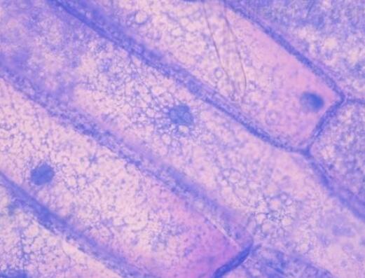 大鼠肠静脉内皮细胞,Rat intestinal vein endothelial cells