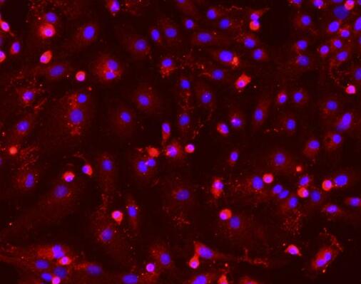 大鼠肝实质细胞,Rat liver parenchyma cells