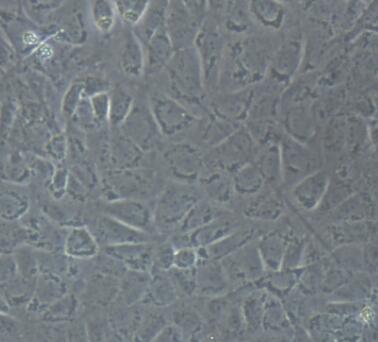 大鼠胃黏膜上皮细胞,Epithelial cells of rat gastric mucosa