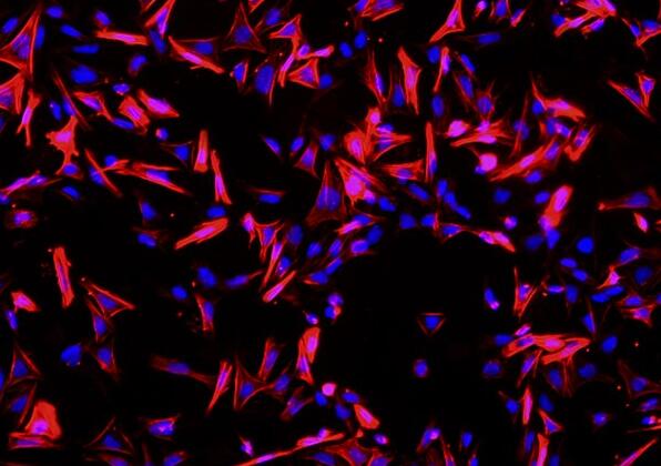 大鼠小肠平滑肌细胞,Smooth muscle cells of rat small intestine