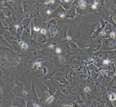 大鼠肠巨噬细胞,Rat intestinal macrophages