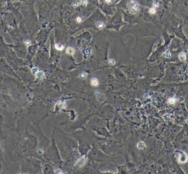 大鼠腸巨噬細胞,Rat intestinal macrophages